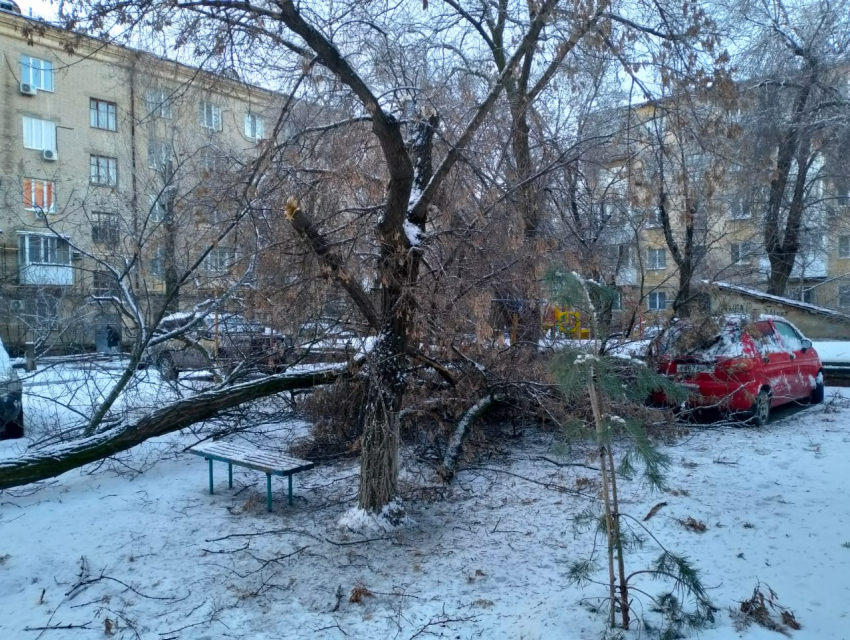 Иномарка чудом спаслась от рухнувшего дерева в тихом дворе центра Волгограда