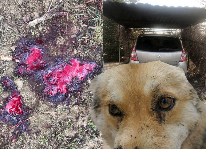 Дачник рассказал, почему расстрелял собаку в Волгоградской области