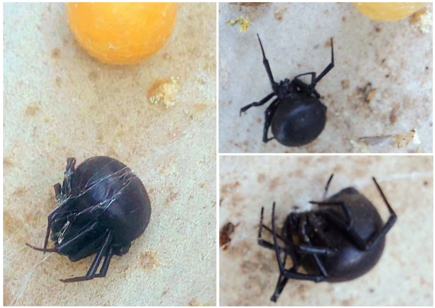 Дрожали руки: любитель природы устроил опасный фотосет паука-убийцы под Волгоградом