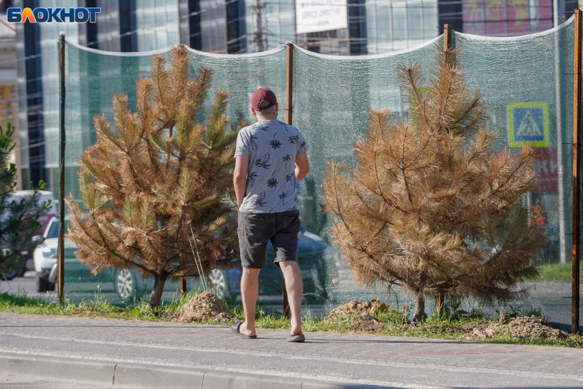 Нестерпимое пекло до +43 переживает Волгоград: МЧС объявило экстра-предупреждение