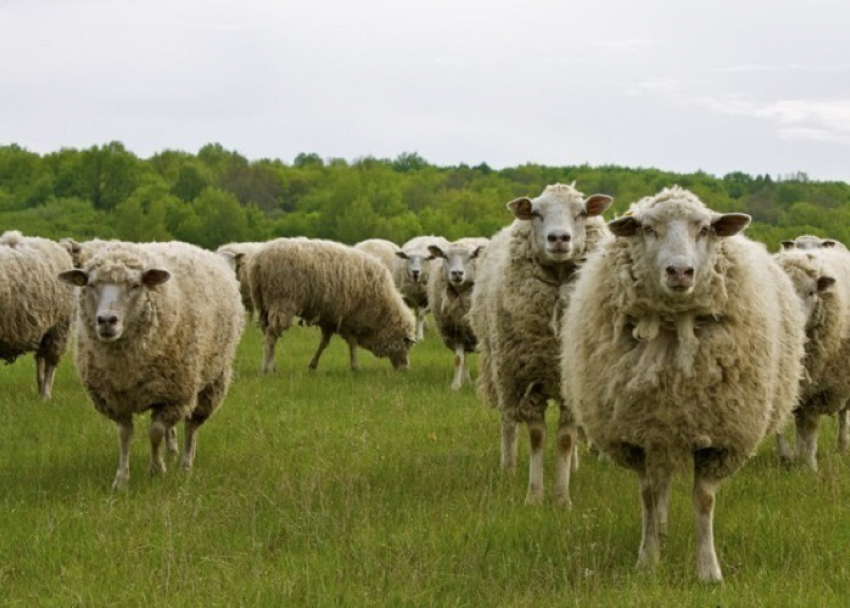 Полицейские задержали под Волгоградом троих жителей Рязани за кражу 800 баранов