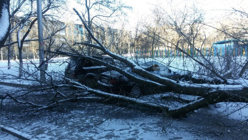 В Волгограде рухнувшее дерево повредило две иномарки и «Ниву» 