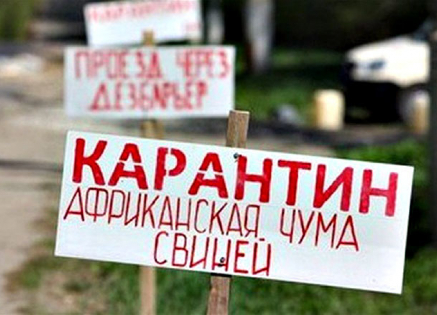 АЧС распространилась еще на два населенных пункта Волгоградской области 