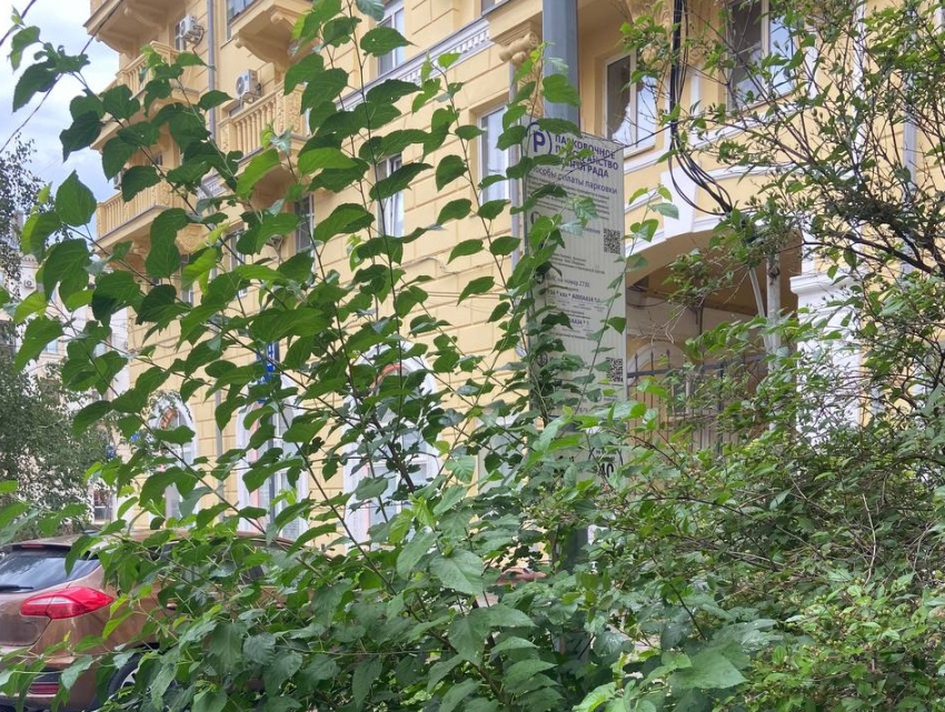 «Придётся раздвигать ручками!»: платная парковка с сюрпризом появилась в Волгограде