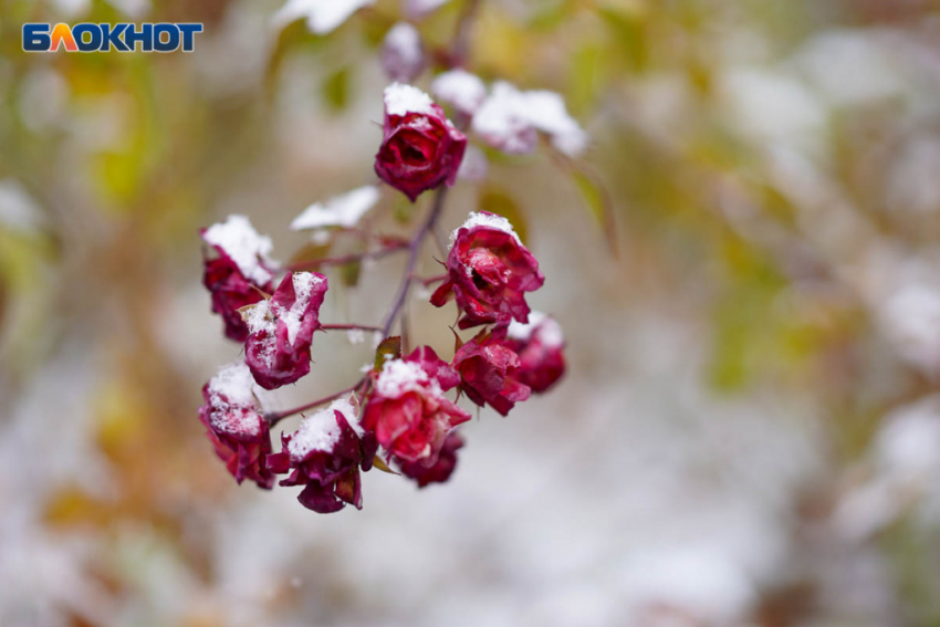 Заморозки до -4 градусов пообещали волгоградцам