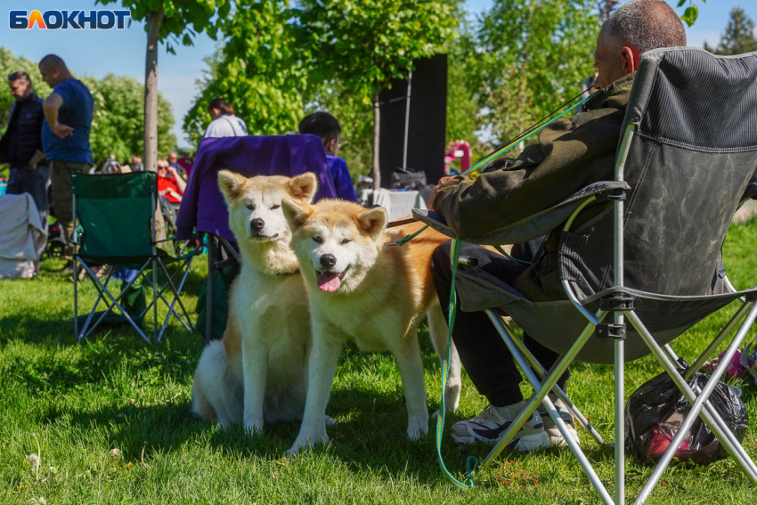 «Это же чихуахуа»: волгоградцев возмутили штрафы за выгул собак без намордников и поводков