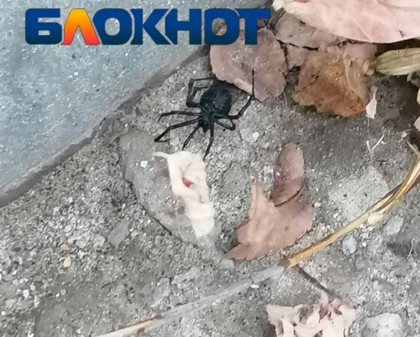 Крайне ядовитую самку каракурта нашли на детской площадке в Волгограде
