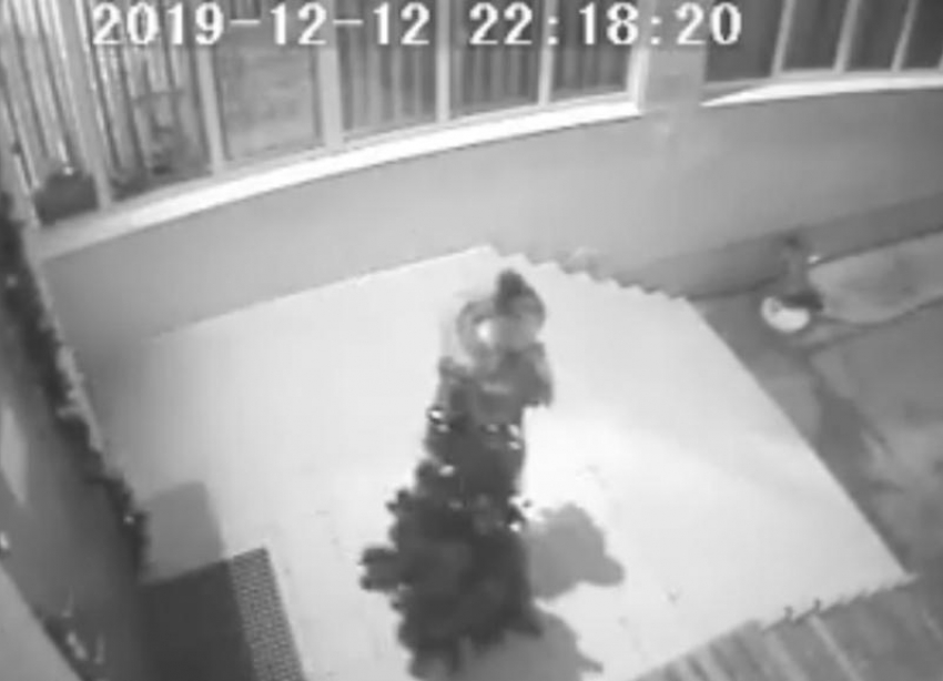Кража елки девушкой у входа в школу №12 попала на видео в Волжском