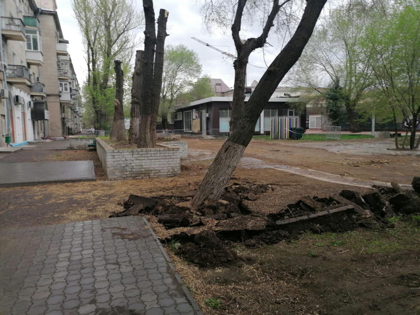 Волгоградцы пожаловались на варварское отношение к деревьям во время реконструкции Комсомольского сада