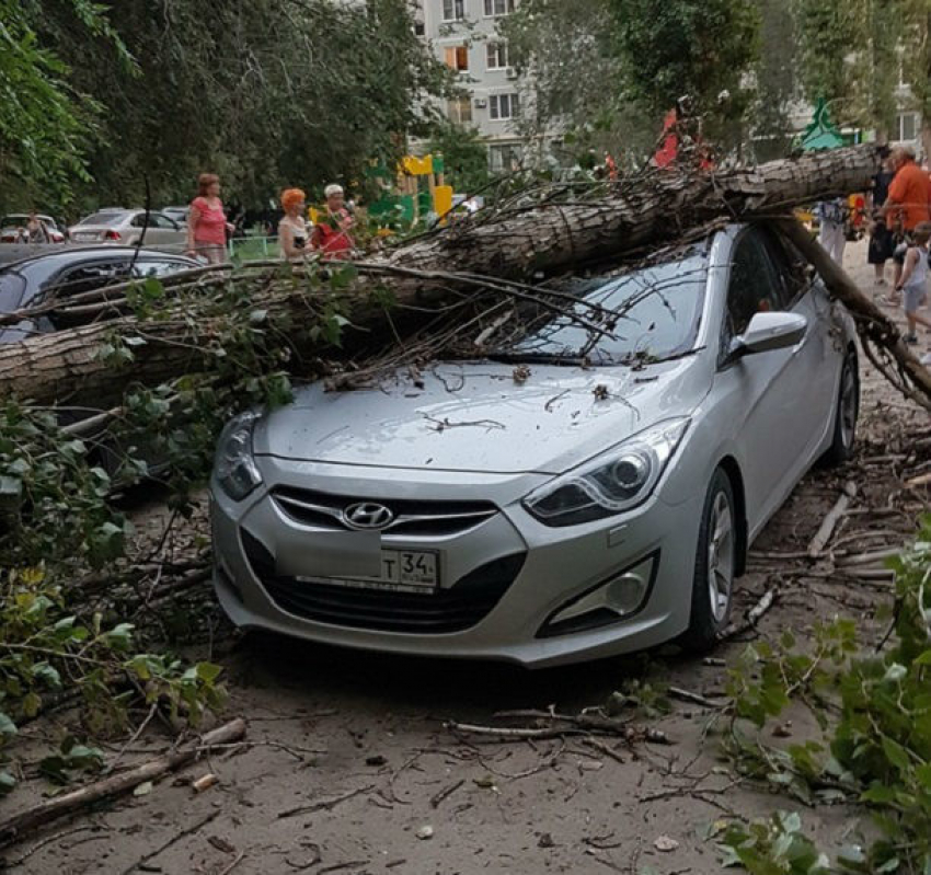 Рухнувшее дерево раздавило новенький Hyundai в Волгограде