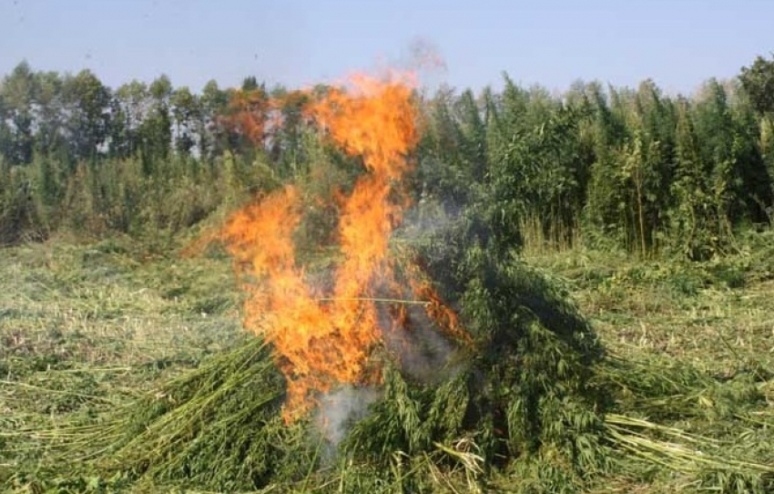 В Волгограде уничтожили более 100 килограмм марихуаны