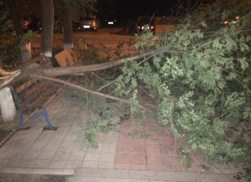 На севере Волгограда упавшее дерево перегородило выход из подъезда