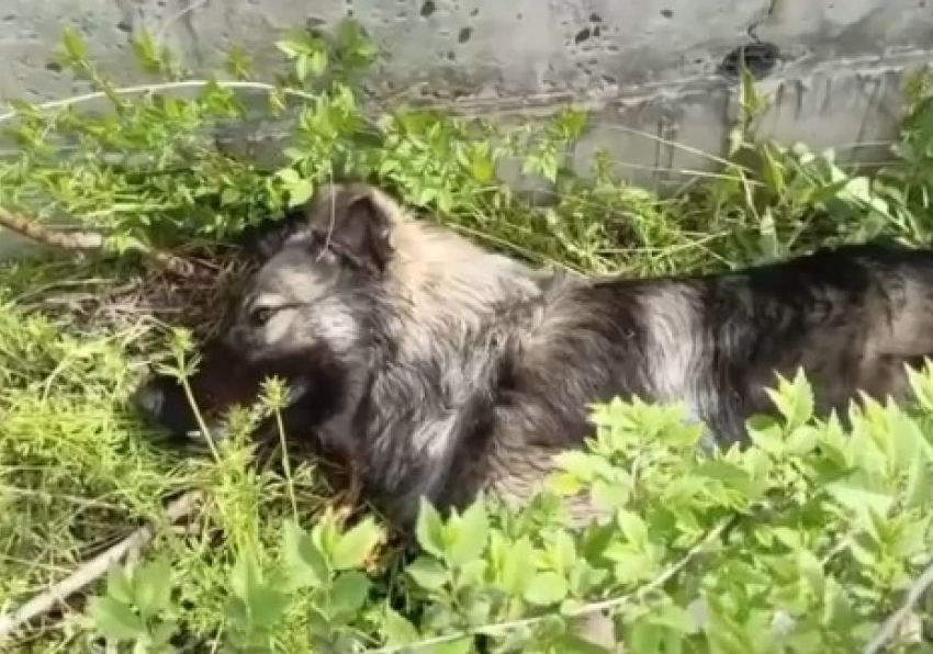 Обездвиженных отравой собак находят на улицах Волгограда