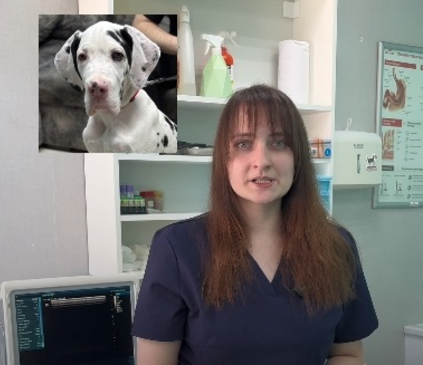 Восемь носков вытащили из желудка щенка в Волгограде