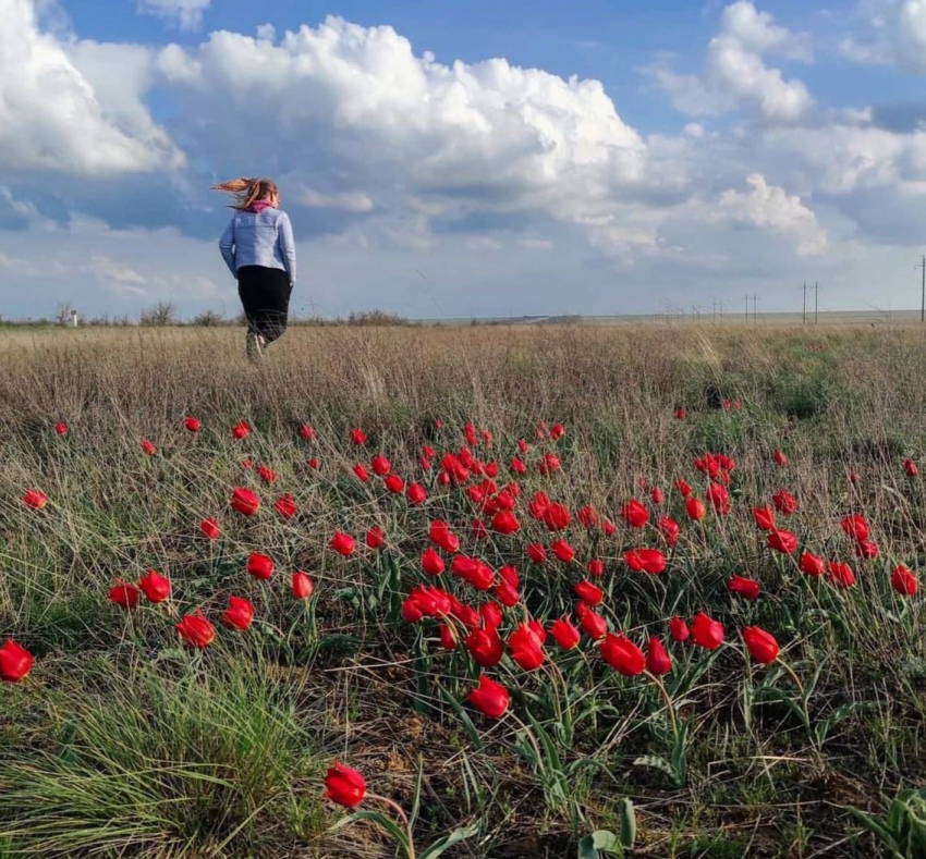 В Волгоградской области зацвели чудесные краснокнижные тюльпаны 