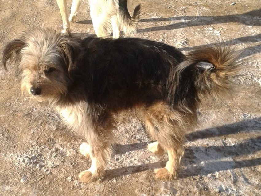 Сотрудники Госпитомника убили четверых наших собак на Семи ветрах, - шокированные волгоградцы