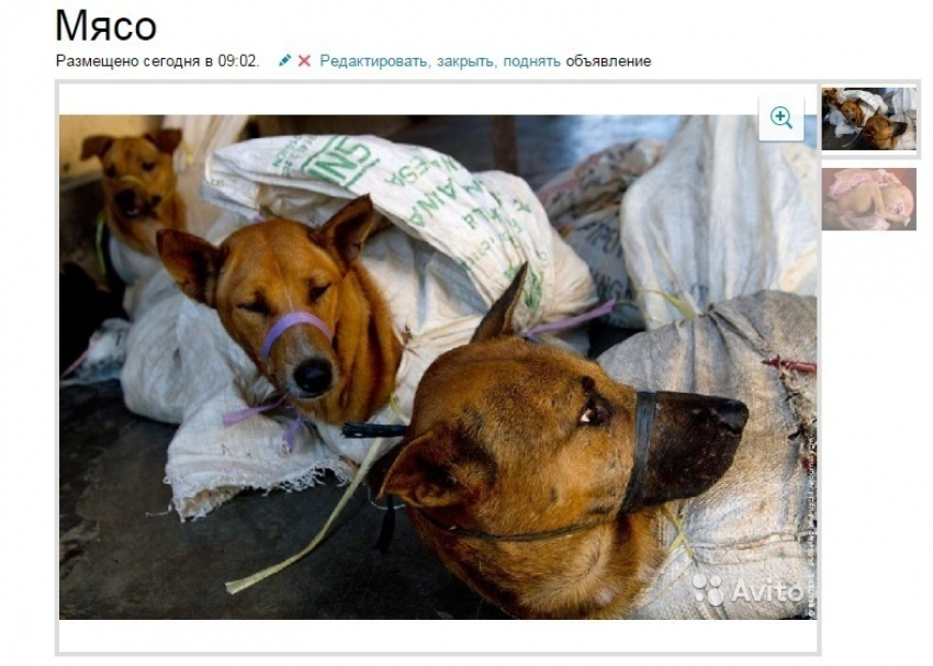 Волгоградец незаконно организовал массовую поставку собачатины жителям города