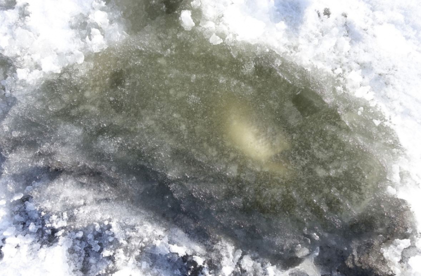 Мертвая рыба видна подо льдом: сбылись страшные прогнозы бывалого волгоградского рыбака