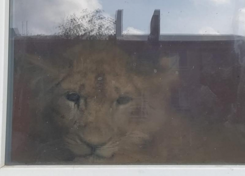 Запертого в квартире льва сняли на видео в Волгоградской области:  родители опасаются за детей