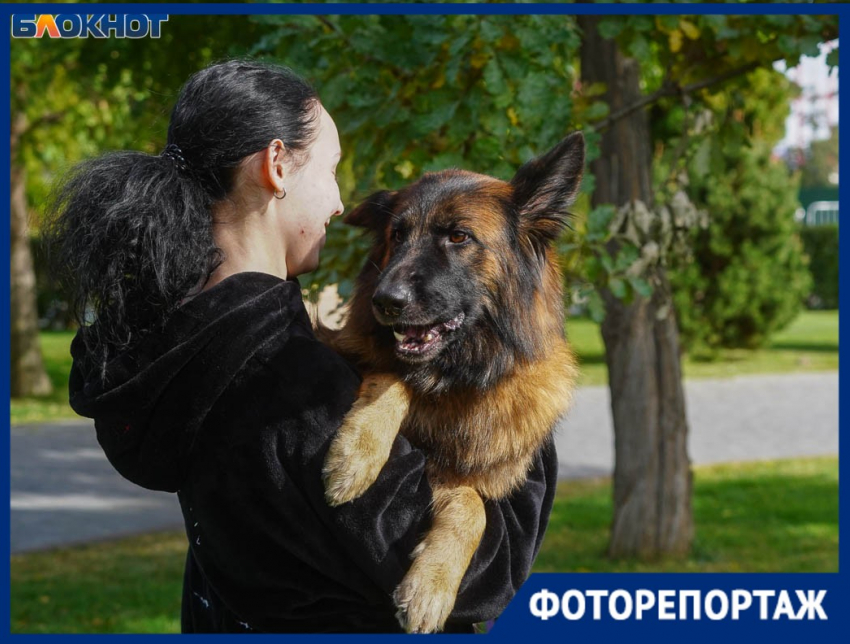 Мимиметр сломался: в центре Волгограда собрали мегавыставку собак