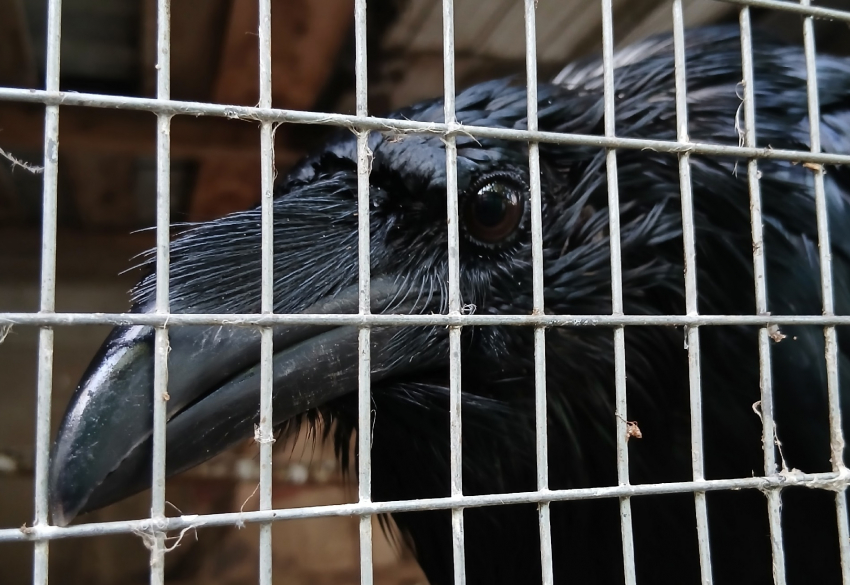 О критической ситуации заявил волгоградский приют