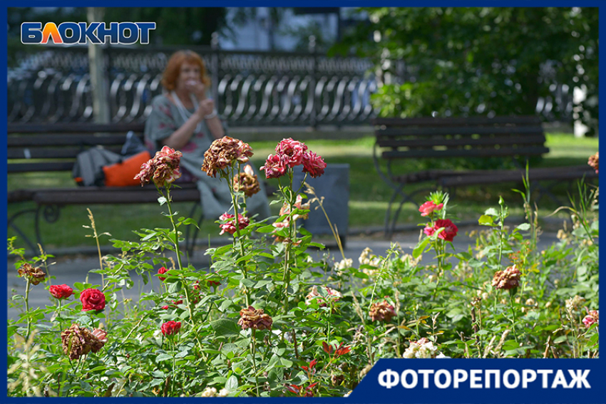 Улица роз: как умирают цветы в центре Волгограда показал фотограф