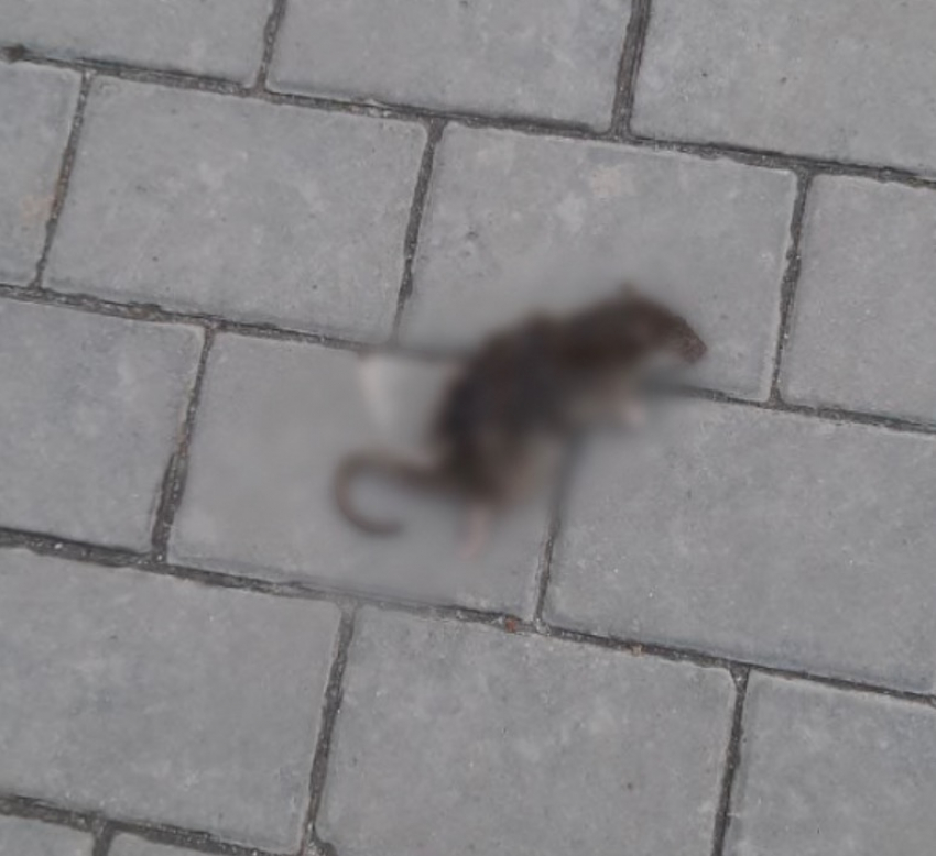 Труп крысы у кафе становится новой диетой в Волгограде