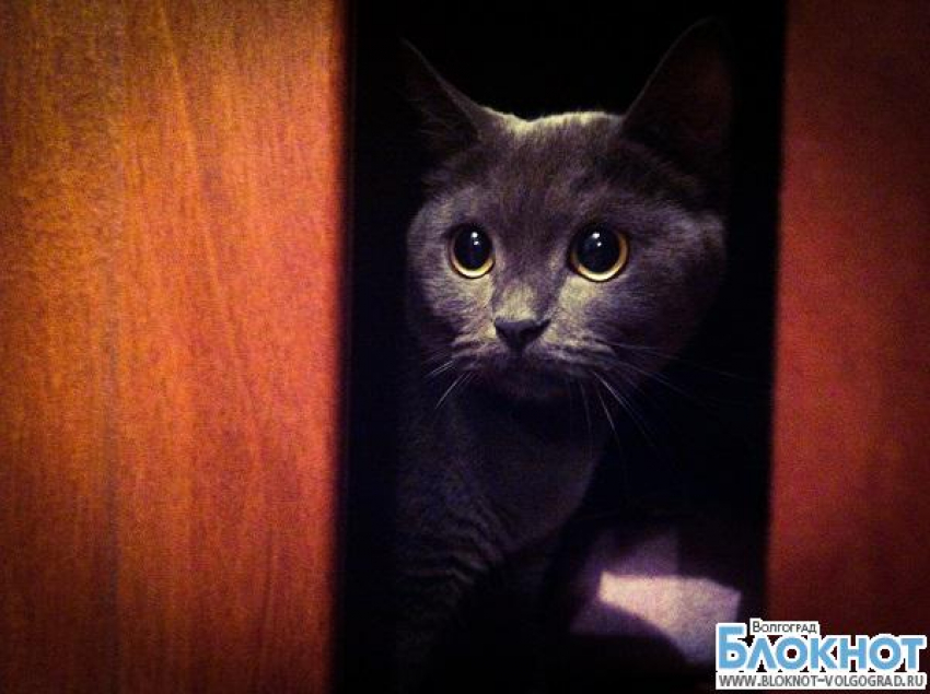 В конкурсе «Самый красивый кот Волгограда» участвует Мася