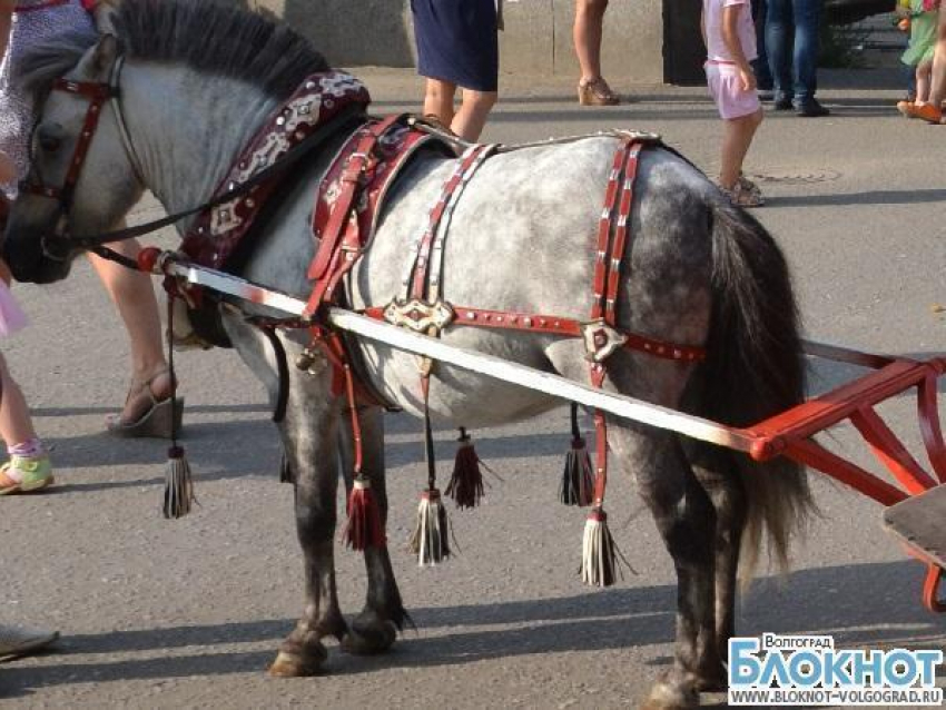 В Волгоградской области разводят карликовых лошадей