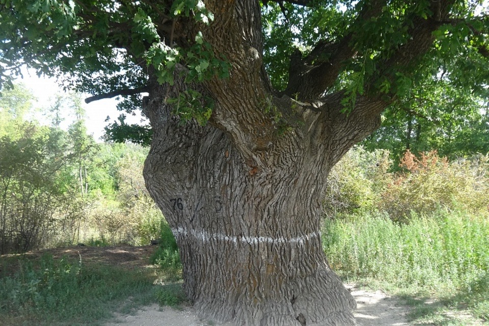 Трёхвековой дуб из Волгоградской области борется за звание «дерево года»