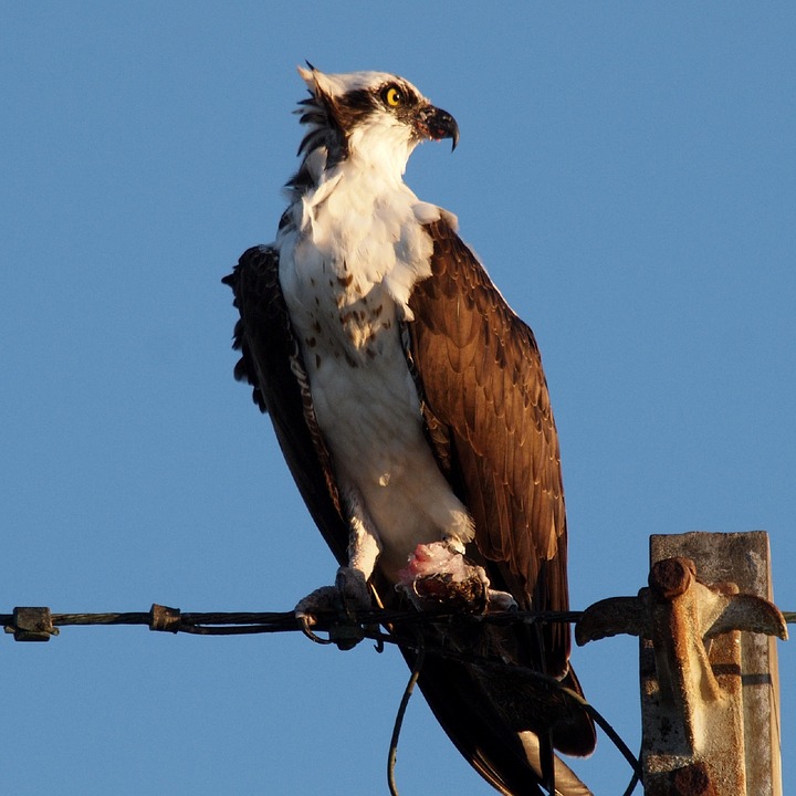 osprey-635862_960_720.jpg