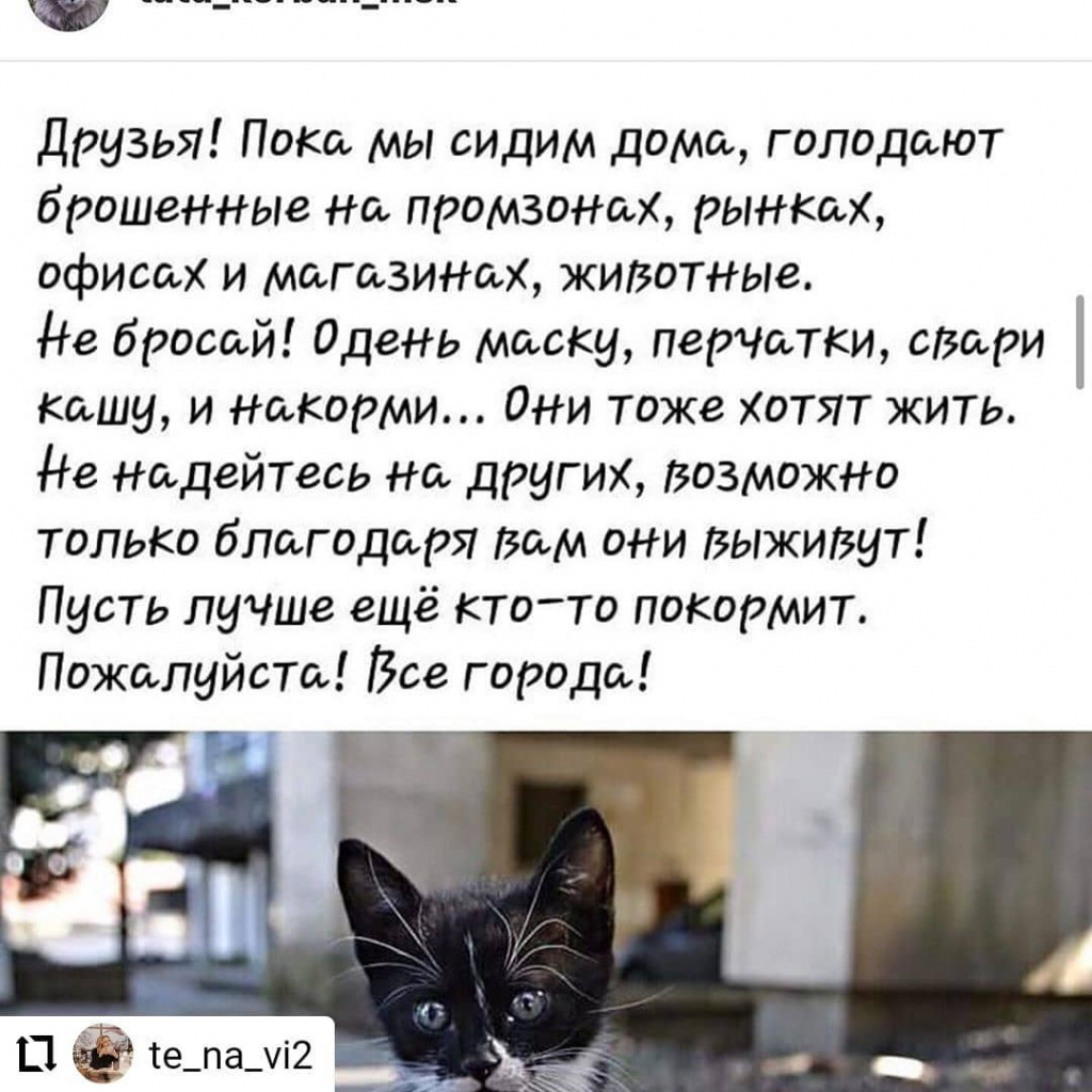 shelter_animals_grandovskay_91213330_220533249195149_2341812750741468689_n.jpg