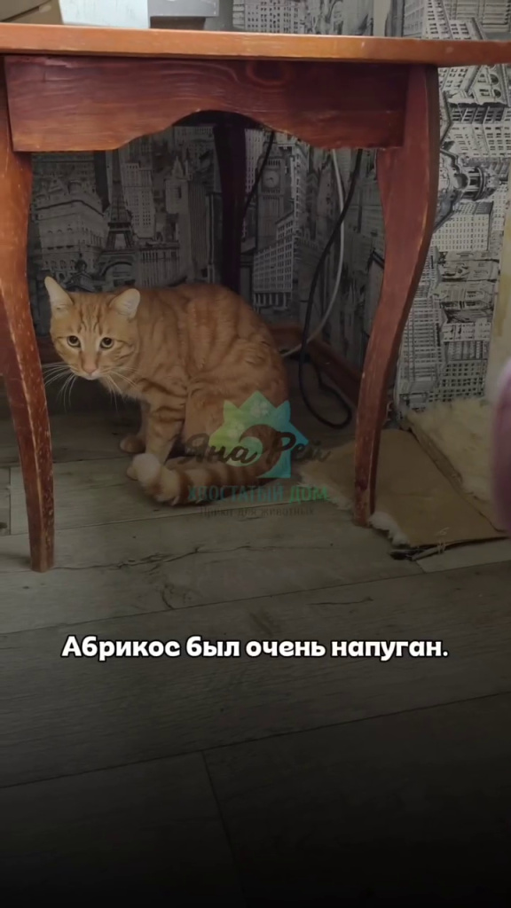 кот2.jpg