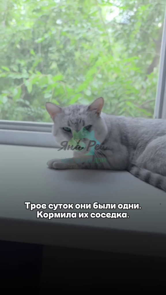 кот1.jpg