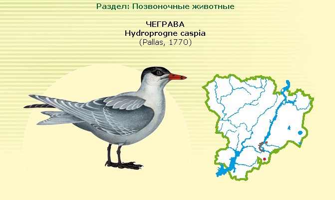 чеграва.jpg