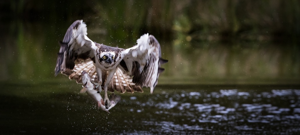 osprey-4142730_1280.jpg