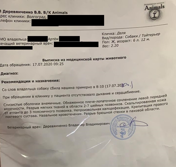 собака.jpeg