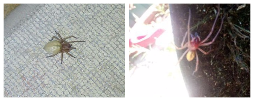 MyCollages (1).png
