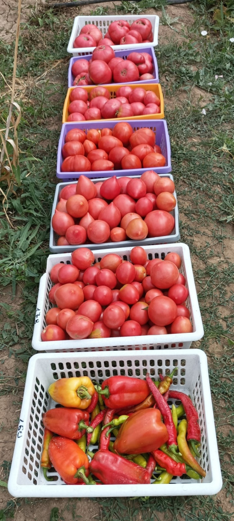 Надя наумова томаты.jpg