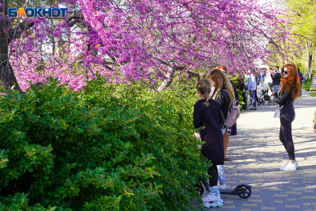 sakura_-iudino-derevo_-vesna_-tspkio_-volgograd18.jpg